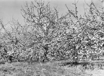 Apple orchard in bloom